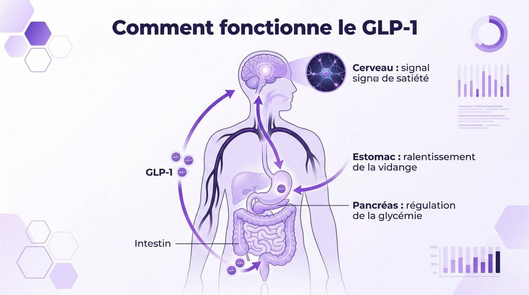 GLP-1 : comprendre cette hormone, ses traitements et leurs effets sur votre corps - Mincidelice